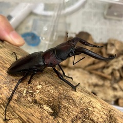 アマミノコギリ　オス　ペアリング済みの画像