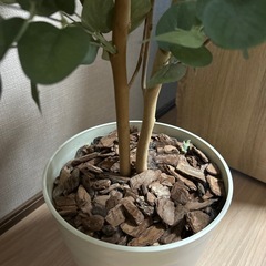 ユーカリの光触媒フェイクグリーンの画像