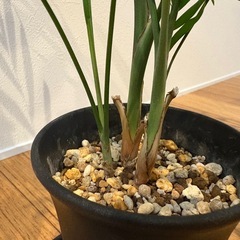 観葉植物　テーブルヤシの画像