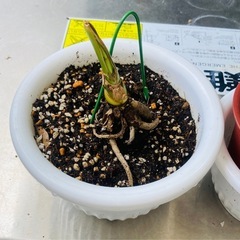 白ストレチアオーガスタ、茶色ヒメメンステラ、多肉植物の画像