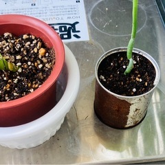 白ストレチアオーガスタ、茶色ヒメメンステラ、多肉植物の画像