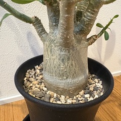 観葉植物　アデニウムの画像