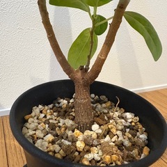 観葉植物　フィカスの画像