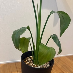 観葉植物　ストレリチアの画像