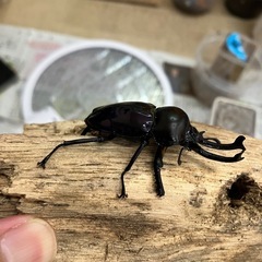 ニジイロクワガタ　紫紺　オスのみ使用済みの画像