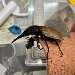 ラフェルトノコギリ　オスのみ使用済みの画像