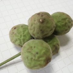 ●無料● くるみ 一房 （約104g）差し上げます。＊石川県＊美川より＊期間限定の画像
