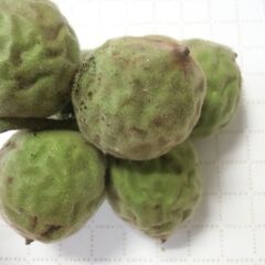 ●無料● くるみ 一房 （約104g）差し上げます。＊石川県＊美川より＊期間限定の画像