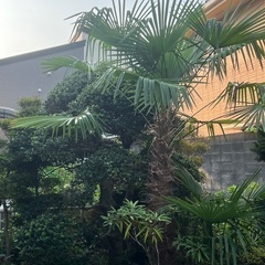 庭木　差し上げますの画像