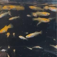 メダカの画像