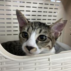 メス猫　避妊手術しました