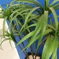 0826-059 造花　観葉植物の画像