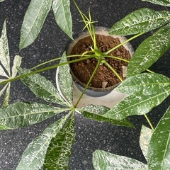 パキラミルキーウェイ　挿木苗　の画像