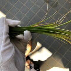 ▼ 観葉植物 徳利蘭 トックリラン  樹高 110cm 現状渡しの画像