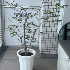 シマトネリコの画像