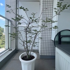 シマトネリコの画像