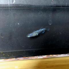 １セット限りです　日本メダカばなしさん直系　ラムネメダカ✕瑞メダカ　幼魚　１ペアの画像