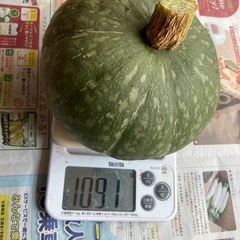 カボチャ１㌔越えの画像