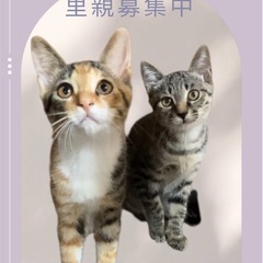 ウルルン顔の三毛猫　こみけちゃん