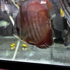ディスカス　３匹での画像