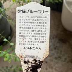 ブラックベリー＆珍しい品種の常緑ブルーベリーの苗の画像