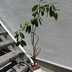 ランキングキーワードに紐づく投稿画像-観葉植物