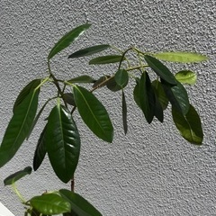 インドゴムノキ 120㎝　観葉植物の画像