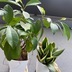 ランキングキーワードに紐づく投稿画像-観葉植物