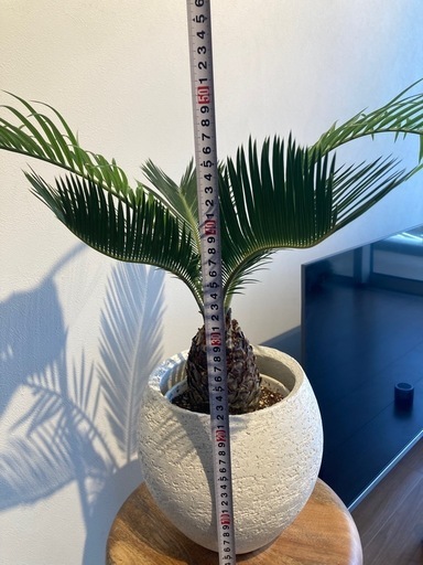 ソテツ（観葉植物）