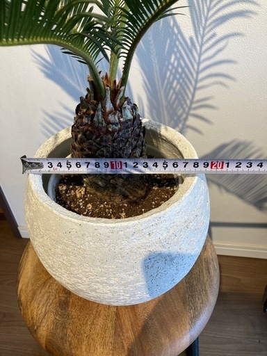 ソテツ（観葉植物）