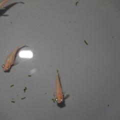 メダカ　ピンク出目稚魚（ショート・半ダルマ系）　10匹の画像