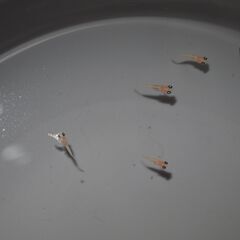 メダカ　ピンク出目稚魚（ショート・半ダルマ系）　10匹の画像
