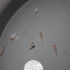 メダカ　ピンク出目稚魚（ショート・半ダルマ系）　10匹の画像