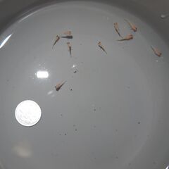 メダカ　ピンク出目稚魚（ショート・半ダルマ系）　10匹の画像
