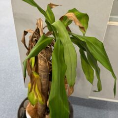枯れてしまってる観葉植物の画像