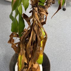枯れてしまってる観葉植物の画像