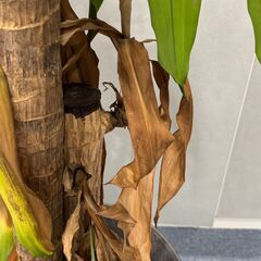 枯れてしまってる観葉植物の画像