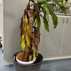 枯れてしまってる観葉植物の画像