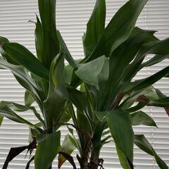かなり枯れている観葉植物の画像