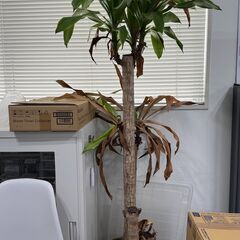 かなり枯れている観葉植物の画像
