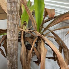 かなり枯れている観葉植物の画像