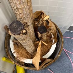 かなり枯れている観葉植物の画像