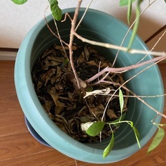 観葉植物
の画像
