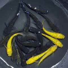 20匹　ラメ系　ワイドフィン系　ヒレ長系　メダカ　ミックス　 【現物】　稚魚〜成魚サイズの画像