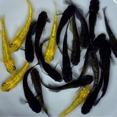 20匹　ラメ系　ワイドフィン系　ヒレ長系　メダカ　ミックス　 【現物】　稚魚〜成魚サイズの画像