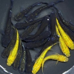 20匹　ラメ系　ワイドフィン系　ヒレ長系　メダカ　ミックス　 【現物】　稚魚〜成魚サイズの画像