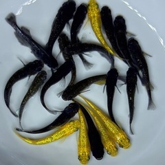 20匹　ラメ系　ワイドフィン系　ヒレ長系　メダカ　ミックス　 【現物】　稚魚〜成魚サイズの画像