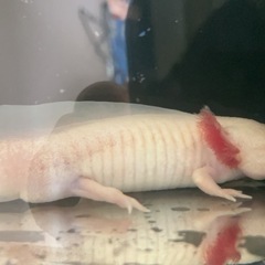 アルビノ ウーパールーパーの画像
