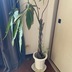 ランキングキーワードに紐づく投稿画像-観葉植物