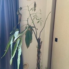 観葉植物/パキラの画像